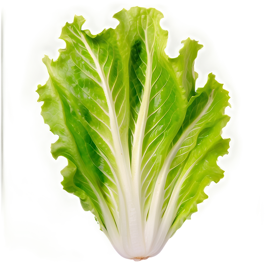 Crisp Lettuce Leaf Png 81