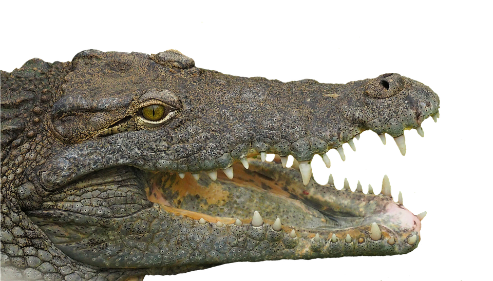 Crocodile Close Up Portrait