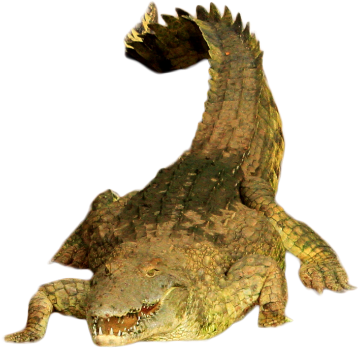 Crocodile Open Mouth Pose