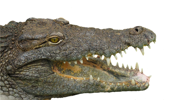 Crocodile Profilewith Open Jaw