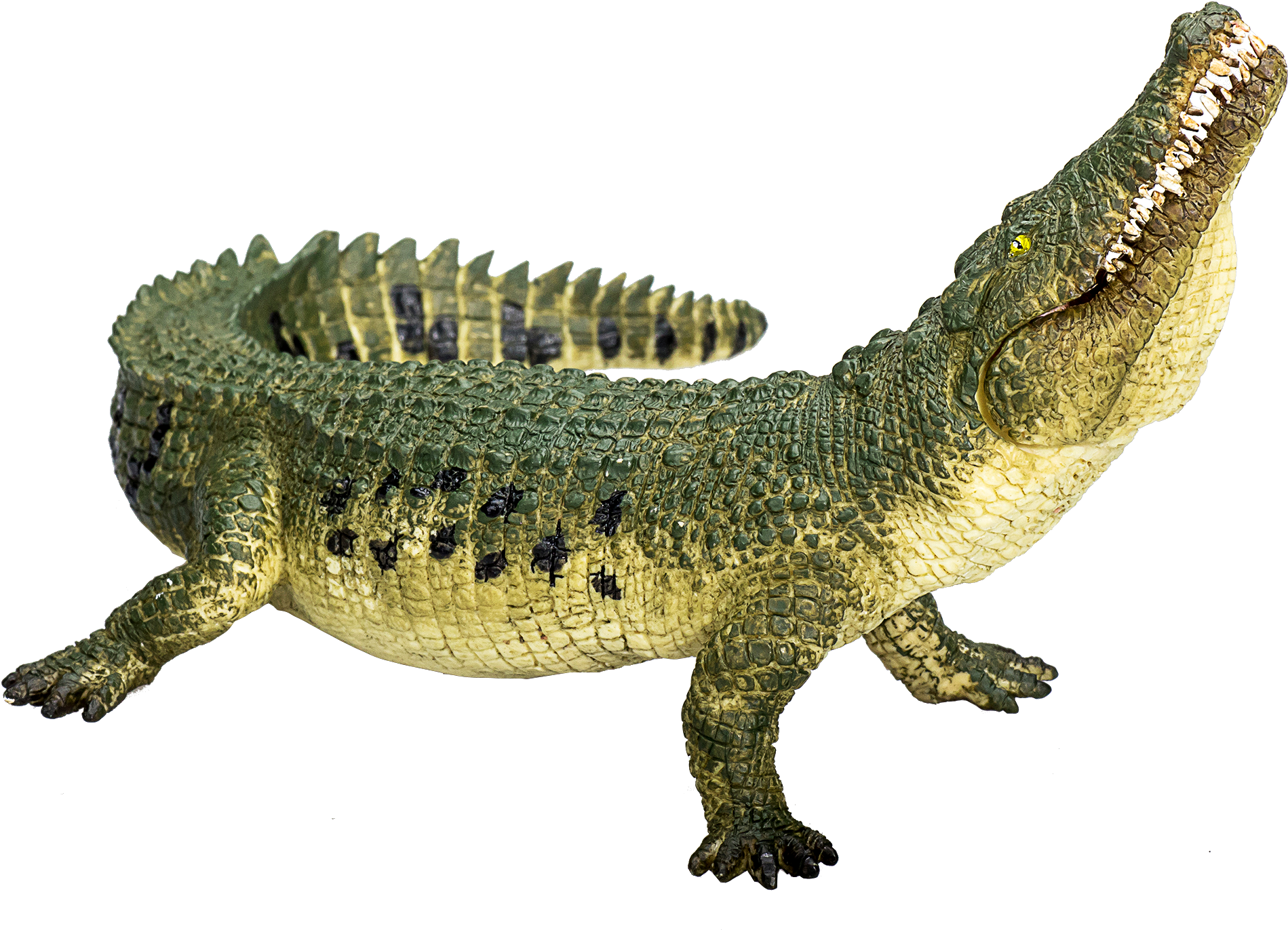 Crocodileon Teal Background.png