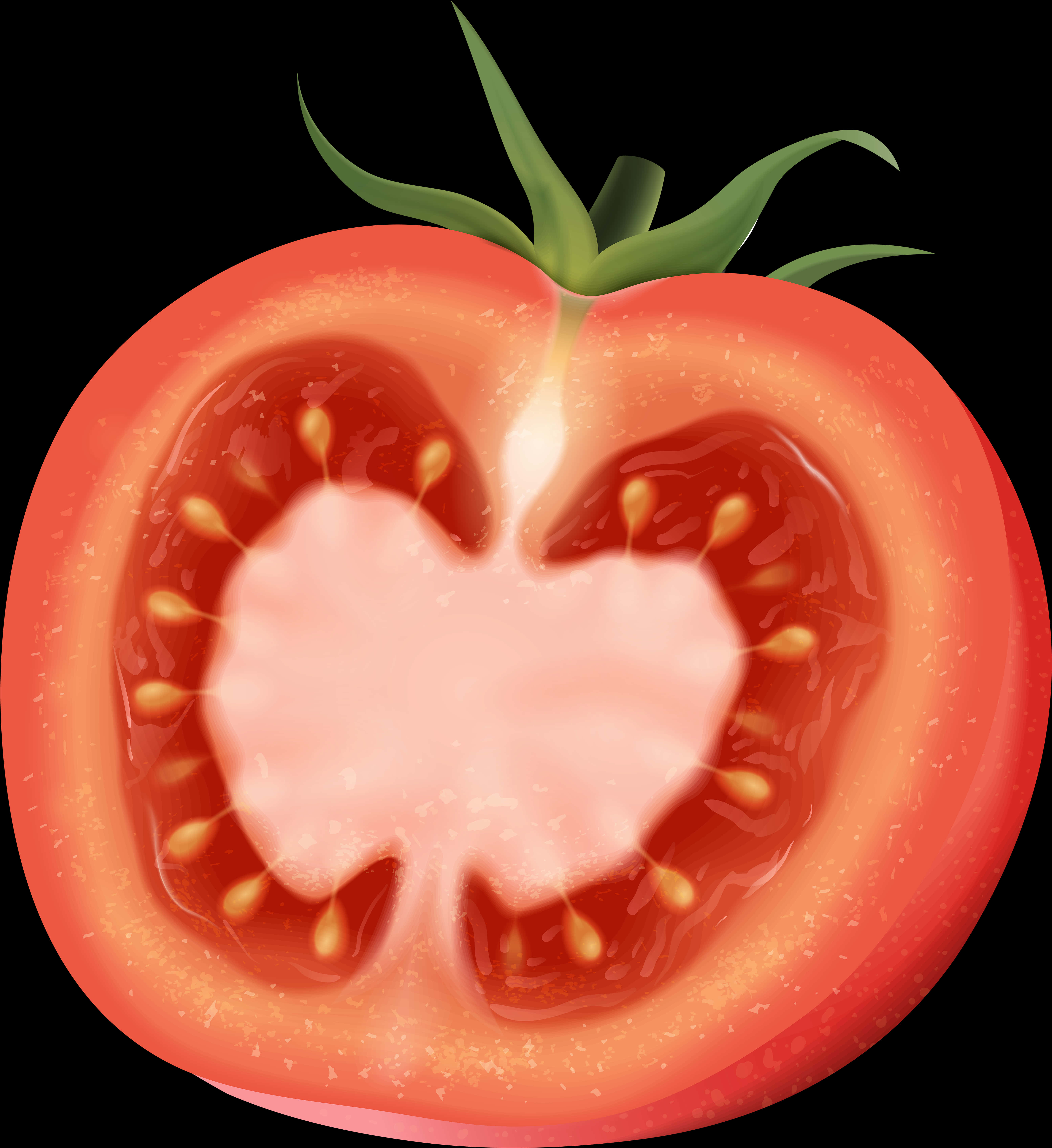 Cross Sectionofa Tomato