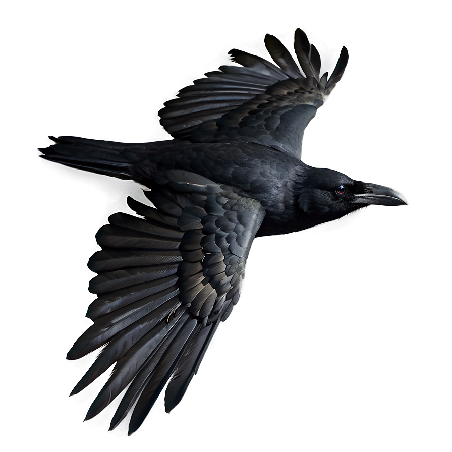 Crow In Flight Png 05232024