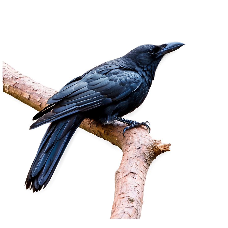 Crow On Branch Png Jbh