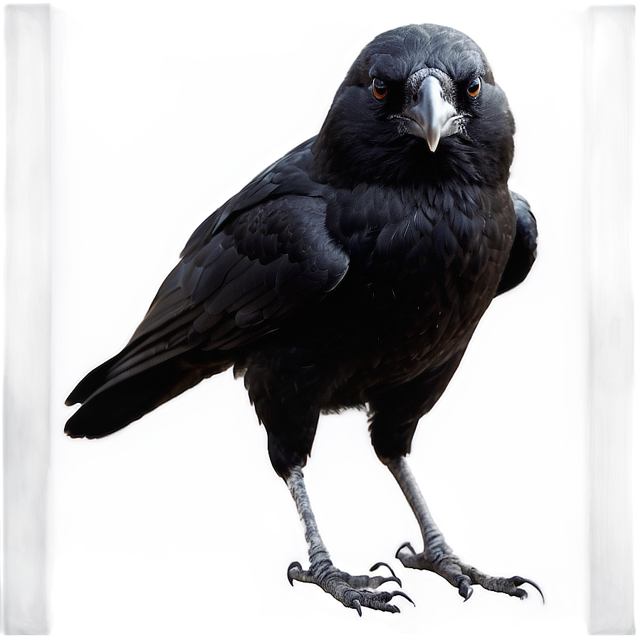 Crow Standing Png 50