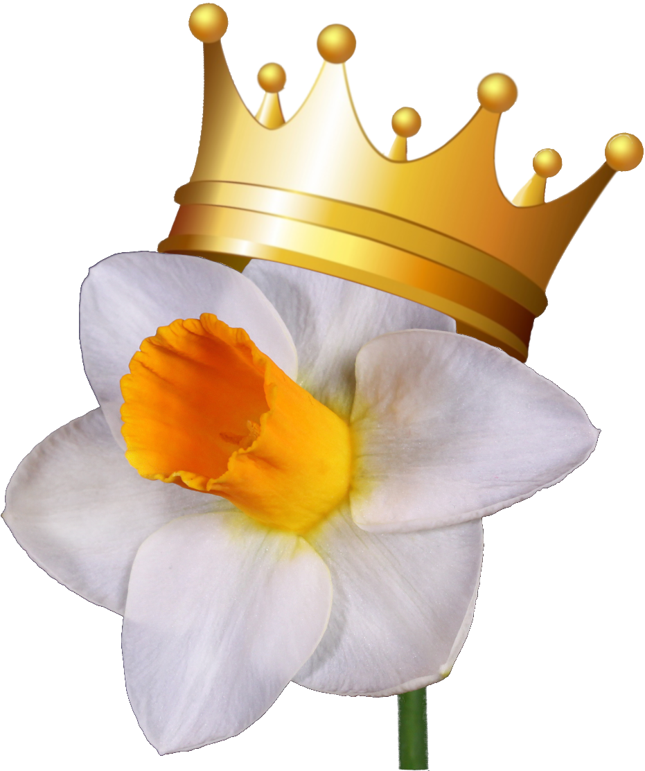 Crowned Narcissus Flower.png