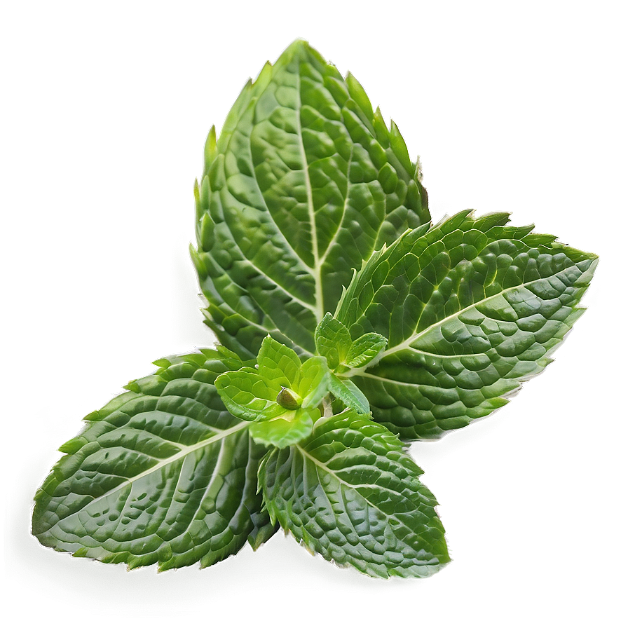 Crushed Mint Leaves Png 3