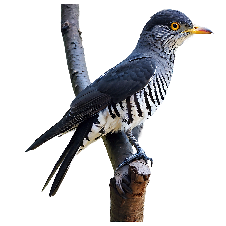 Cuckoo Bird Forest Png 05032024