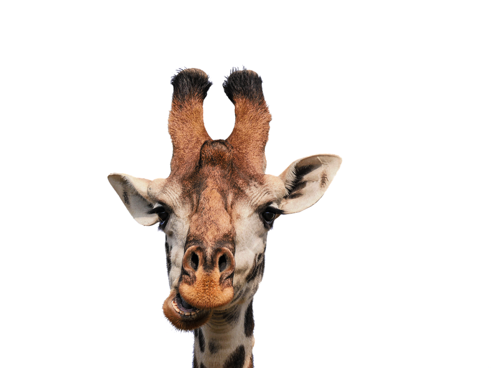 Curious Giraffe Portrait