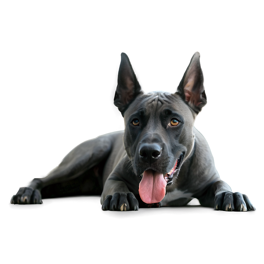 Curious Great Dane Png Aal