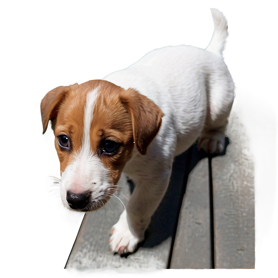 Curious Jack Russell Puppy Png Ixh11