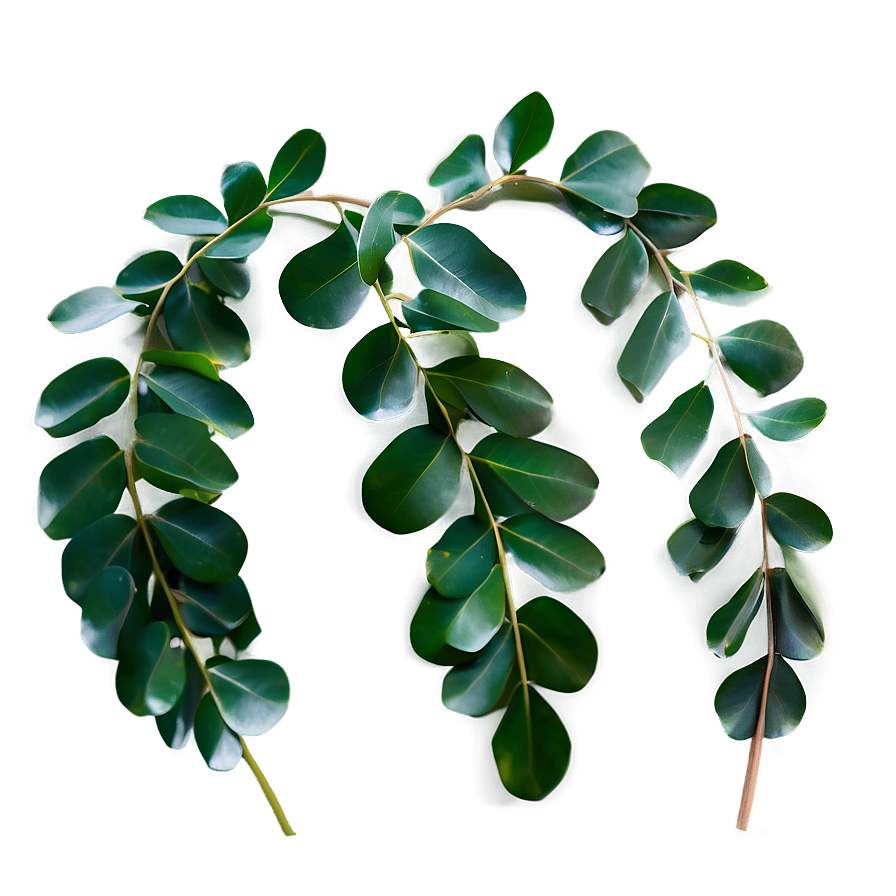 Curly Eucalyptus Leaves Png 65