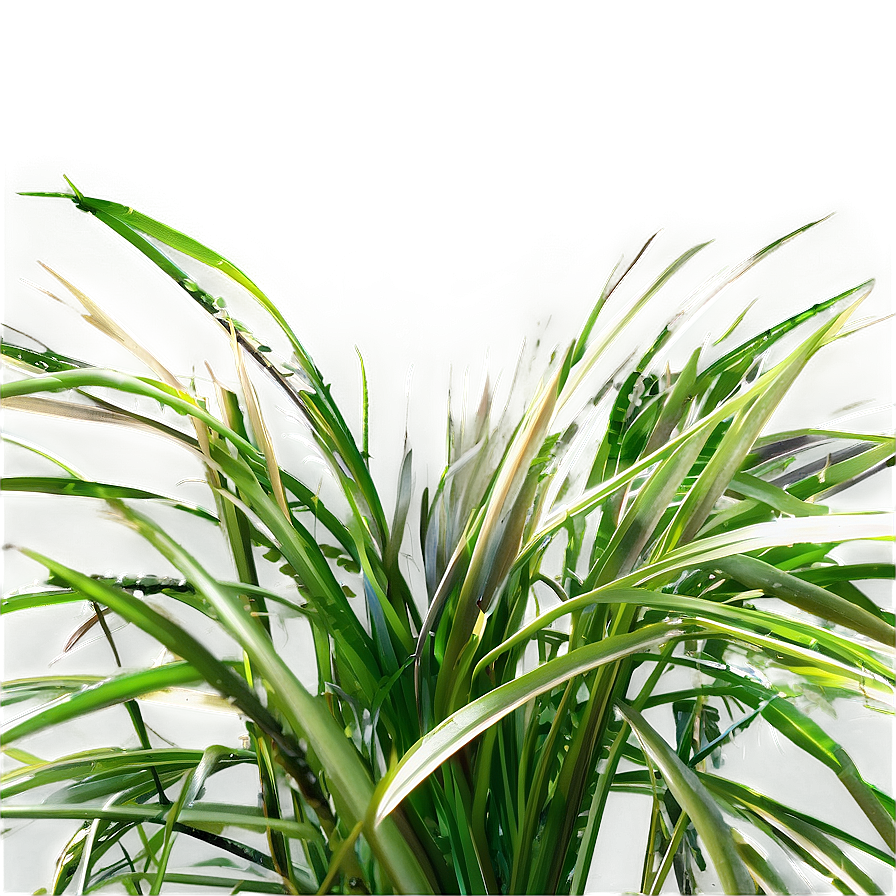 Curly Grass Texture Png Amg