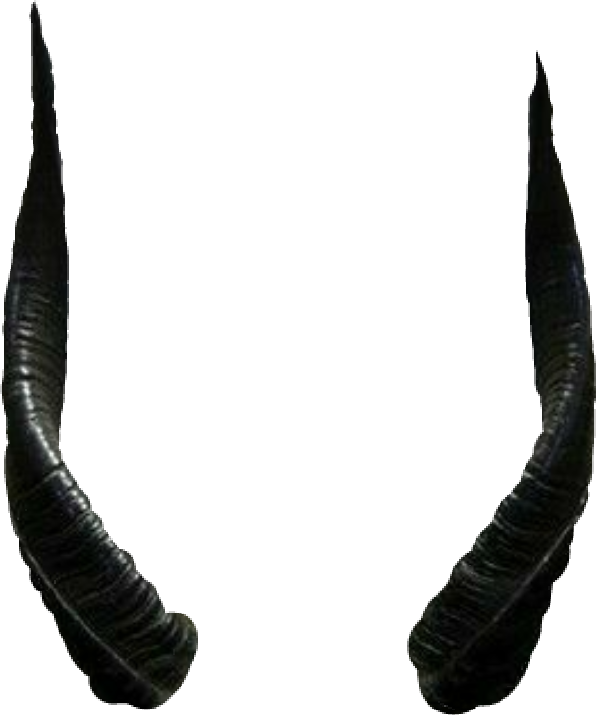 Curved Black Horns