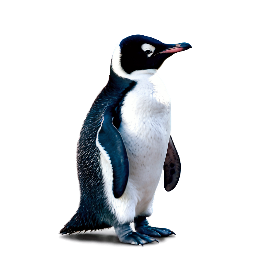 Cute Baby Penguin Png Jby