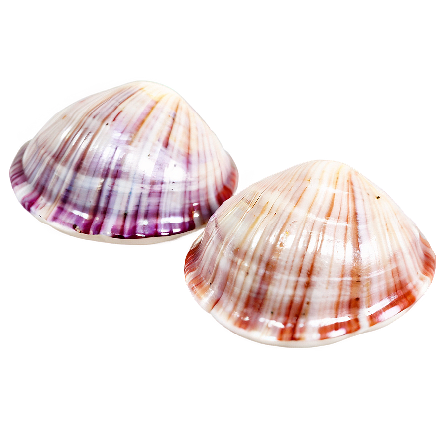 Cute Clam Shell Png 56