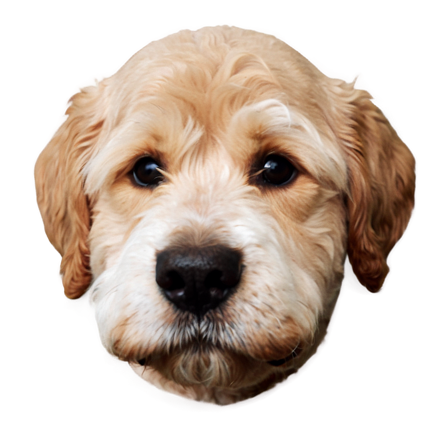 Cute Dog Head Clipart Png 06212024