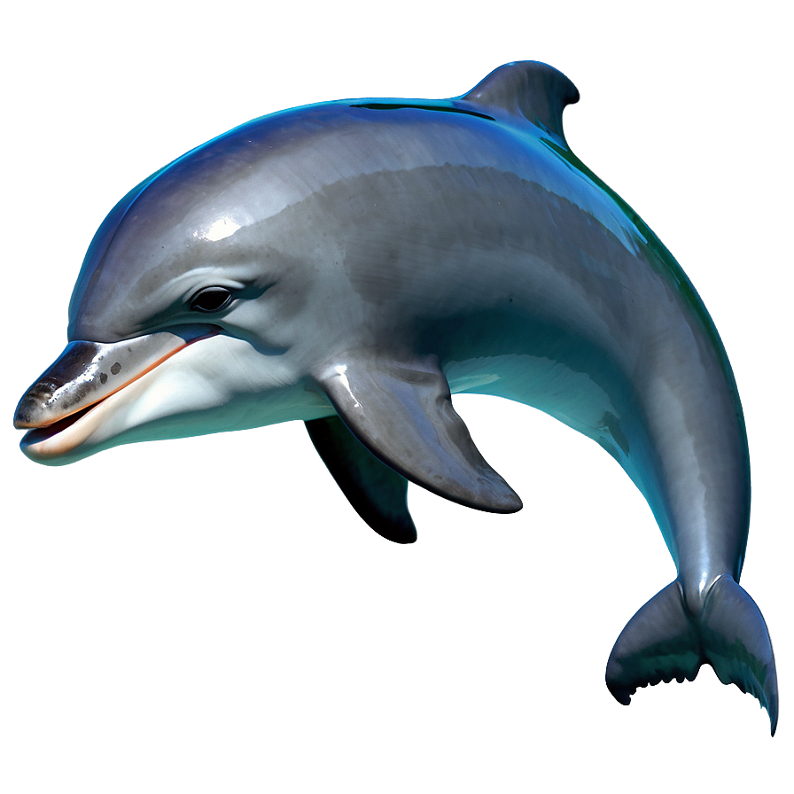 Cute Dolphin Png Wmq32