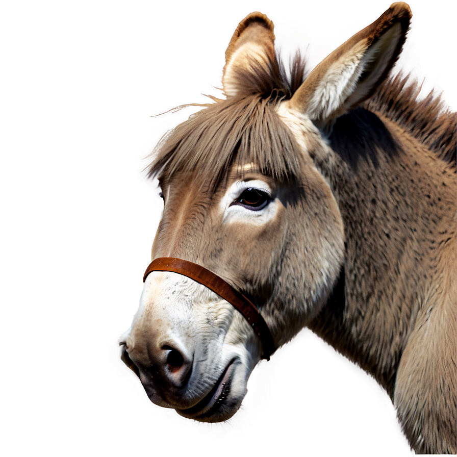 Cute Donkey Character Png Pfh