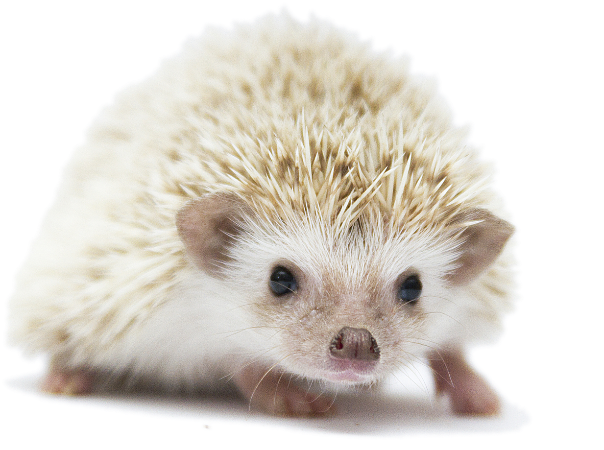 Cute Hedgehog Portrait