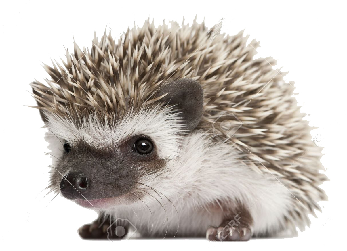 Cute Hedgehog Portrait