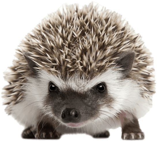 Cute Hedgehog Portrait