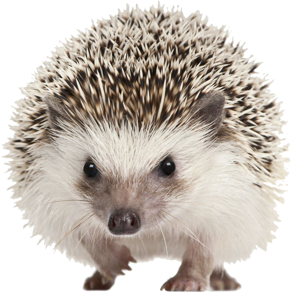 Cute Hedgehog Portrait