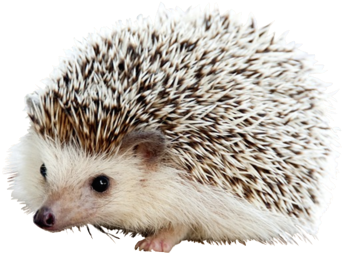 Cute Hedgehog Portrait