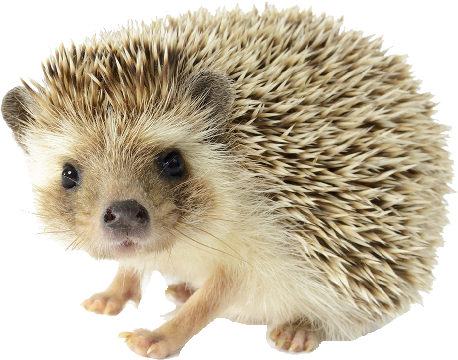 Cute Hedgehog Standing