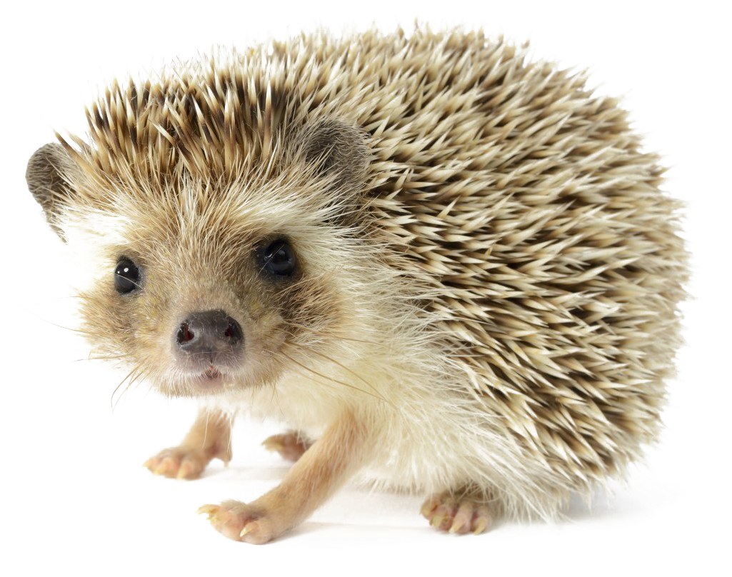 Cute Hedgehog Transparent Background