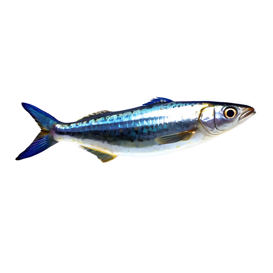 Cute Sardine Png Jie8