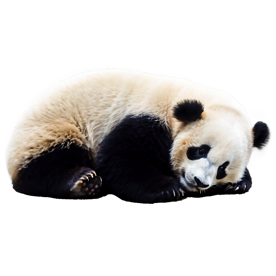 Cute Sleeping Panda Png 05232024
