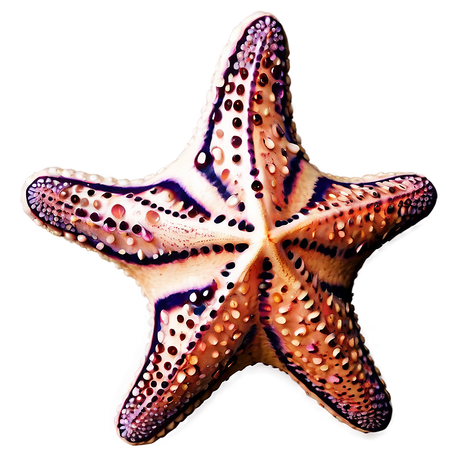 Cute Starfish Graphic Png 3