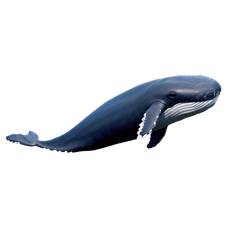 Cute Whale Png 05032024