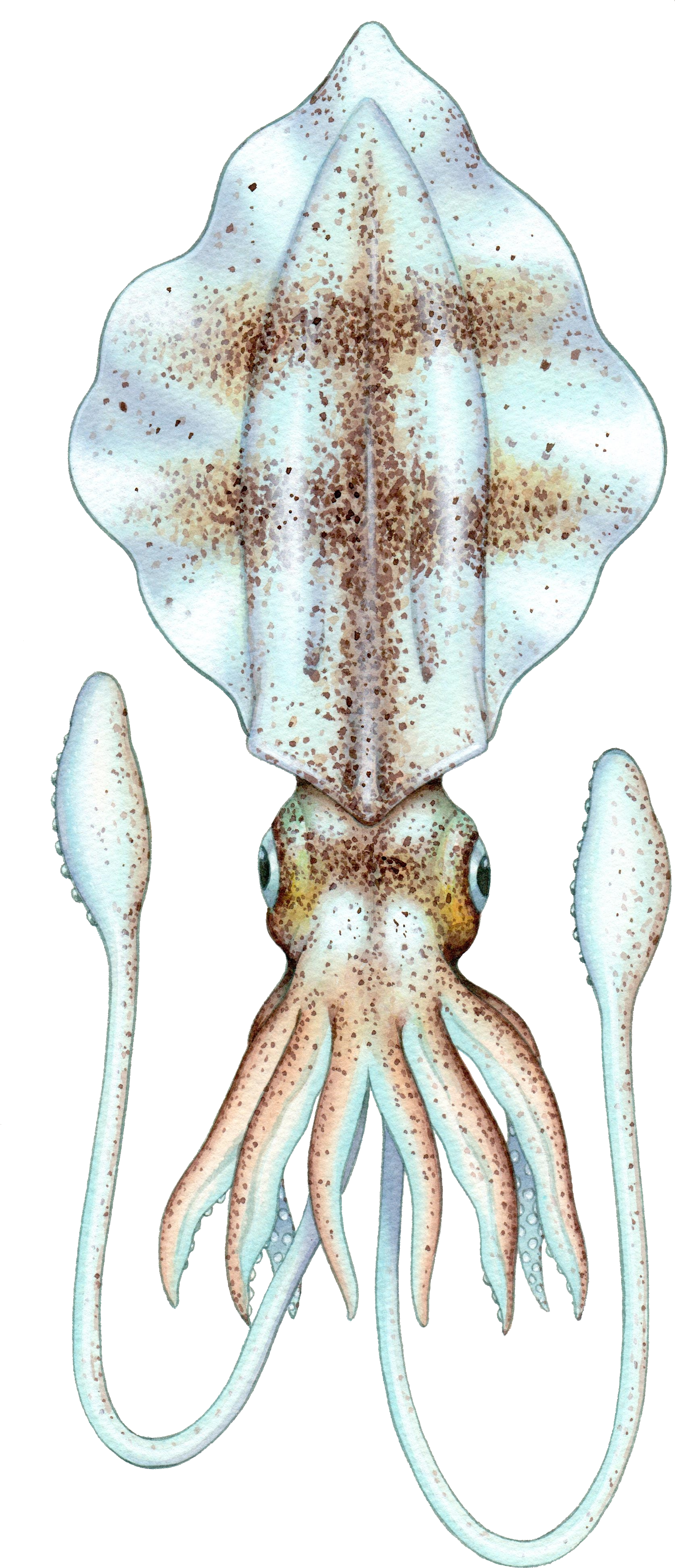 Cuttlefish Illustration Transparent Background