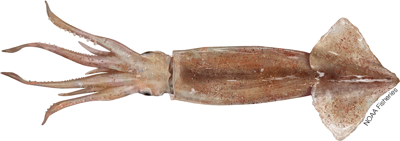 Cuttlefish Specimen N O A A