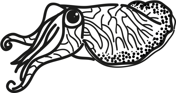 Cuttlefish_ Vector_ Illustration.png