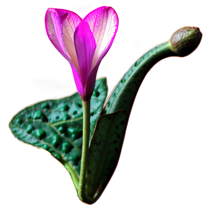 Cyclamen Flower Drawing Png 11