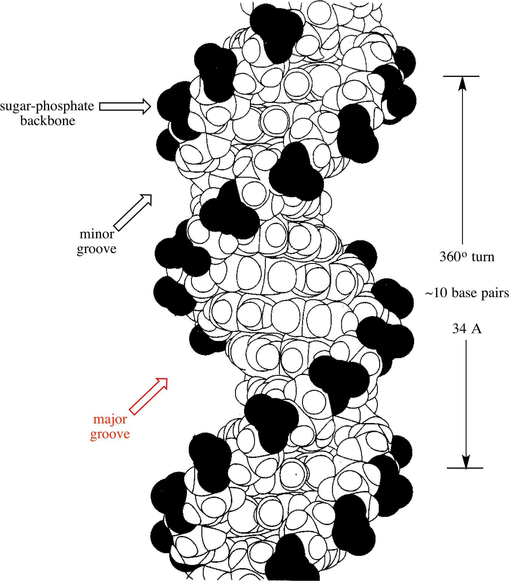 D N A Double Helix Structure