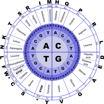 D N A_ Nucleotide_ Base_ Pair_ Wheel