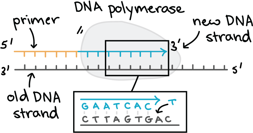D N A Polymerase Activity Illustration