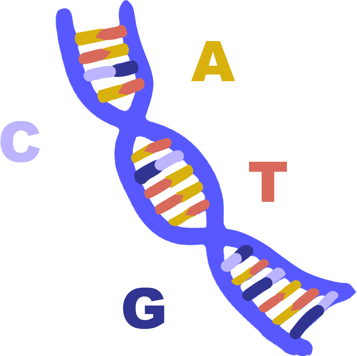 D N A_ Structure_with_ Nucleotide_ Labels