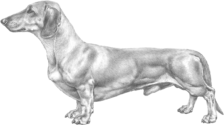 Dachshund Sketch Illustration.png