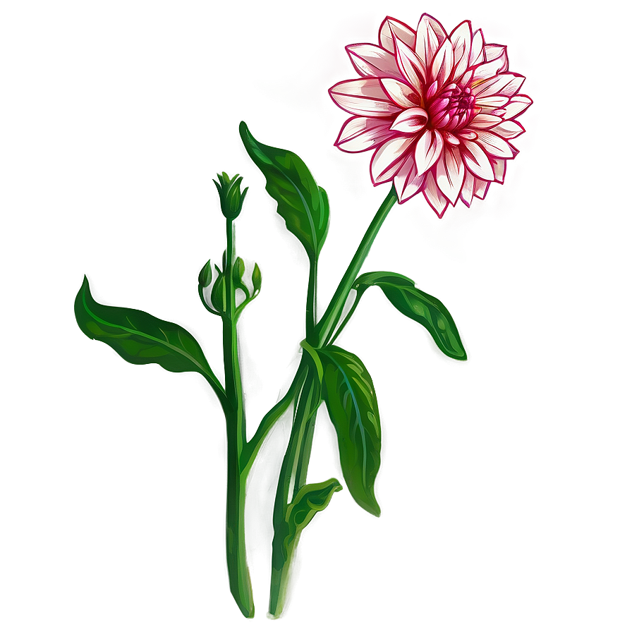 Dahlia Flower Sketch Png Fki