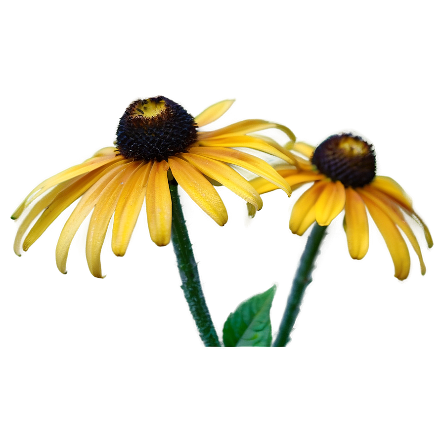 Dainty Black Eyed Susan Png Iwc