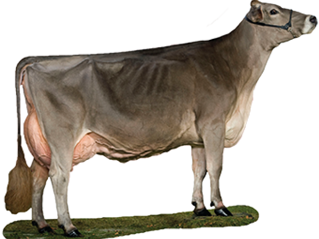 Dairy Cow Standing Profile