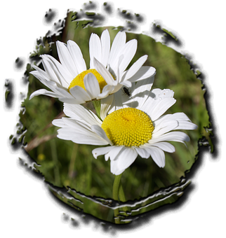 Daisies Through Torn Edge