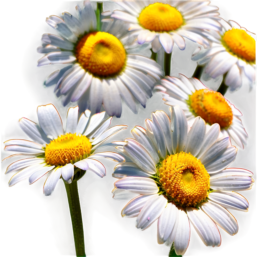 Daisy Bloom Png Drj