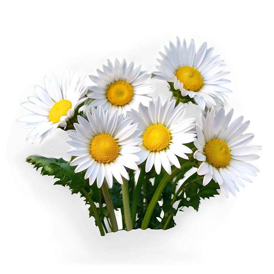 Daisy Bunch Png Ach