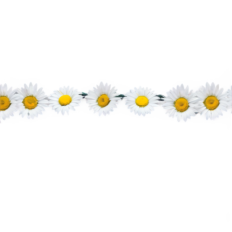 Daisy Chain Png 05212024